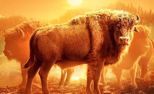 Capa de Buffalo Win